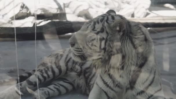 Белый тигр лежит в клетке — стоковое видео