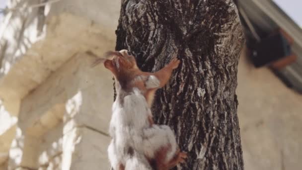 Écureuil court par le fil sur fond de ciel bleu — Video