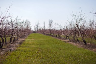 Bahar. Meyve bahçesi ağaçlar. Bahar ağaçları. Yeşil sokak.