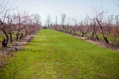 Bahar. Meyve bahçesi ağaçlar. Bahar ağaçları. Yeşil sokak.