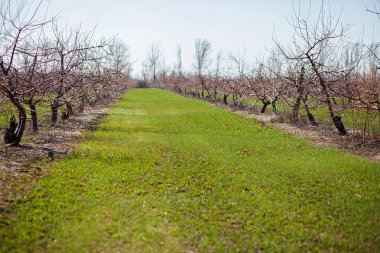 Bahar. Meyve bahçesi ağaçlar. Bahar ağaçları. Yeşil sokak.