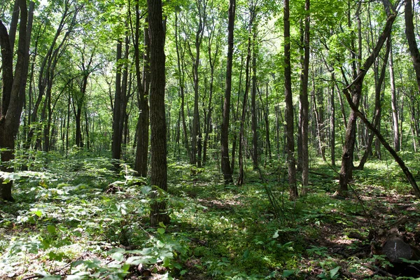 Yaprak döken orman. Flora ve fauna. Yaz manzara. Güneşli gün.