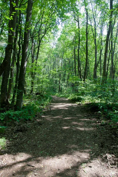 Yaprak döken orman. Flora ve fauna. Yaz manzara. Güneşli gün.
