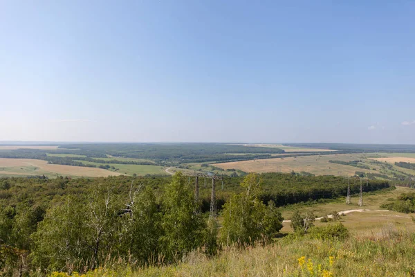 Yaprak döken orman. Flora ve fauna. Yaz manzara. Güneşli gün.