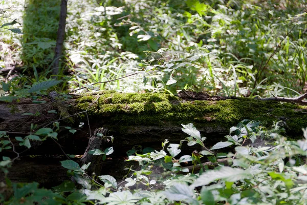 Yaprak döken orman. Flora ve fauna. Yaz manzara. Güneşli gün.