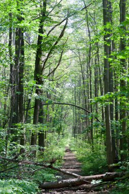 Yaprak döken orman. Flora ve fauna. Yaz manzara. Güneşli gün.