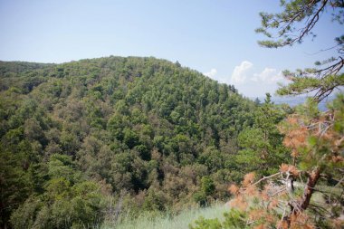 Yaprak döken orman. Flora ve fauna. Yaz manzara. Güneşli gün.