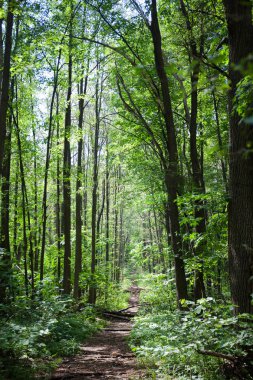 Yaprak döken orman. Flora ve fauna. Yaz manzara. Güneşli gün.