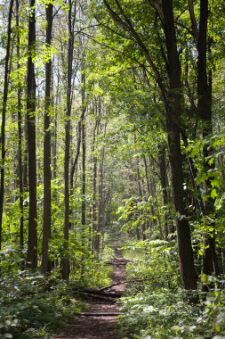 Yaprak döken orman. Flora ve fauna. Yaz manzara. Güneşli gün.