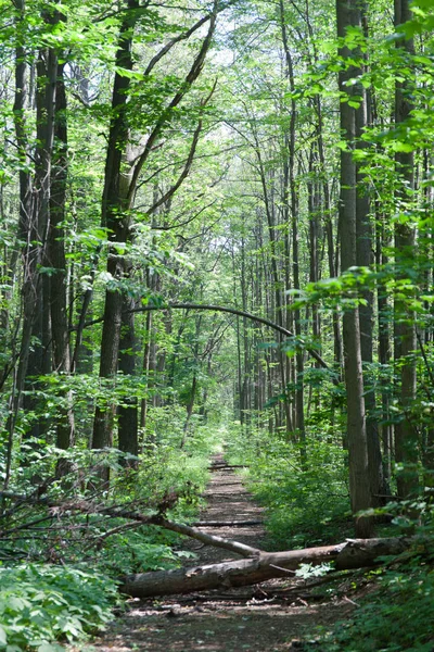 Yaprak döken orman. Flora ve fauna. Yaz manzara. Güneşli gün.