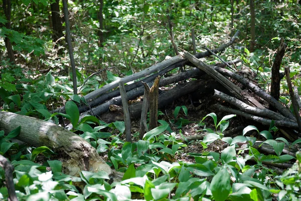 Yaprak döken orman. Flora ve fauna. Yaz manzara. Güneşli gün.