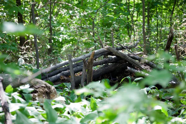 Yaprak döken orman. Flora ve fauna. Yaz manzara. Güneşli gün.