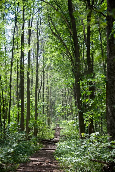 Yaprak döken orman. Flora ve fauna. Yaz manzara. Güneşli gün.