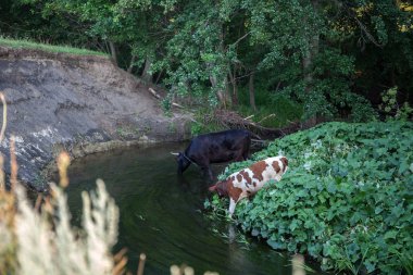 İnek ve Dana banka nehrinde. Evde beslenen hayvan.