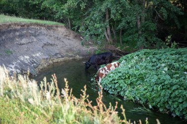 İnek ve Dana banka nehrinde. Evde beslenen hayvan.