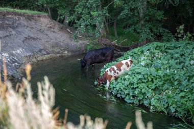 İnek ve Dana banka nehrinde. Evde beslenen hayvan.