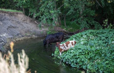 İnek ve Dana banka nehrinde. Evde beslenen hayvan.