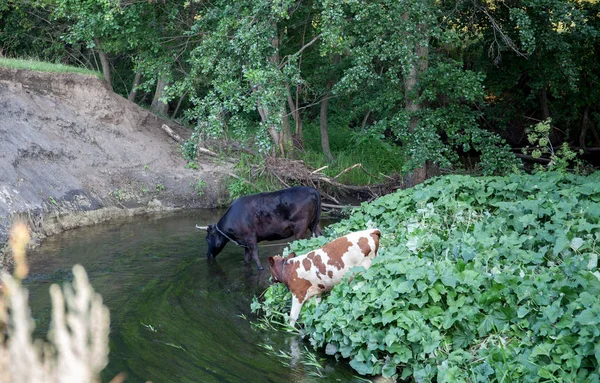 Vaca Ternera Orilla Del Río Mascotas — Foto de Stock