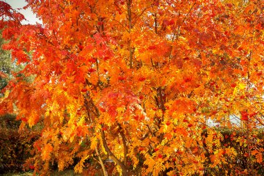 Sonbahar. Rowan Ağacı. Huş ağacı koru. Parlak renkler.