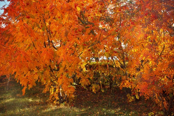 Sonbahar. Rowan Ağacı. Huş ağacı koru. Parlak renkler.