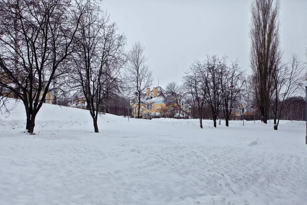 Paesaggio Invernale Alberi Nella Neve Mattina Gelida — Foto Stock