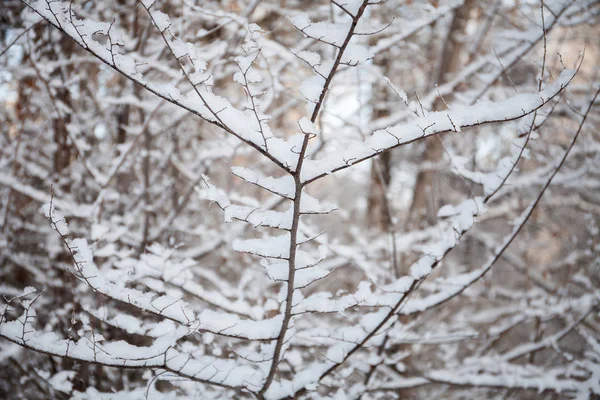 Winter Landscape Frosty Morning White Snow — Stock Photo, Image