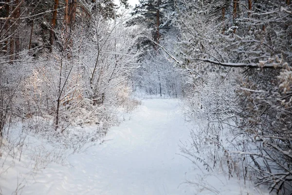Kış manzarası. Soğuk sabah. Beyaz kar.