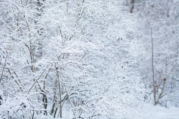 Зимовий Пейзаж Морозний Ранок Білий Сніг — стокове фото