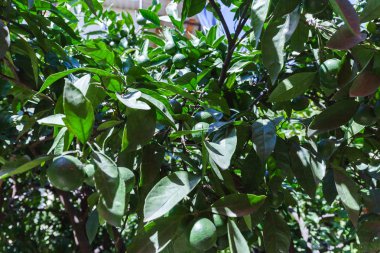 Çiçekli mandalina ağaçlarıyla. Narenciye meyve bahçesi.