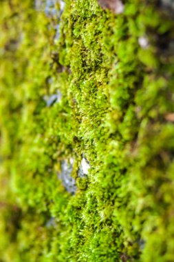 Doğal arka plan. Yeşil yosun. Taze otlar.