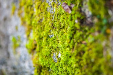 Doğal arka plan. Yeşil yosun. Taze otlar.