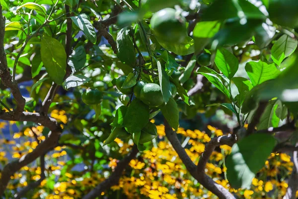 Bomen Met Bloeiende Mandarijnen Citrus Boomgaard — Gratis stockfoto