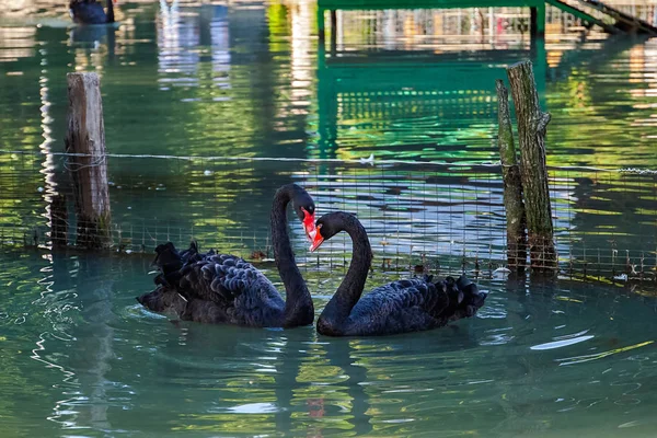 Černá Labuť Jezero Krásná Příroda Vzácné Druhy Ptáků — Stock fotografie zdarma