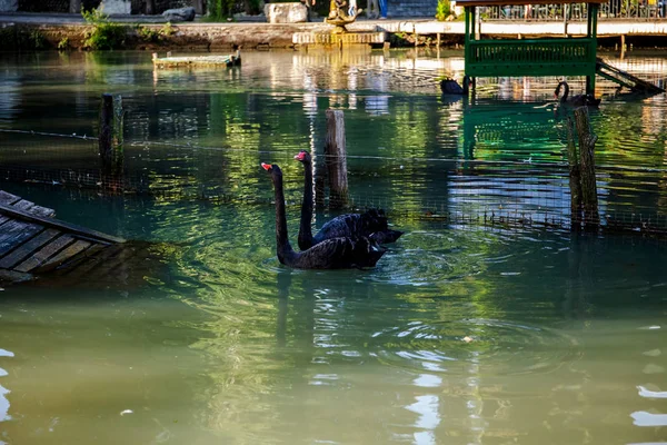 Černá Labuť Jezero Krásná Příroda Vzácné Druhy Ptáků — Stock fotografie