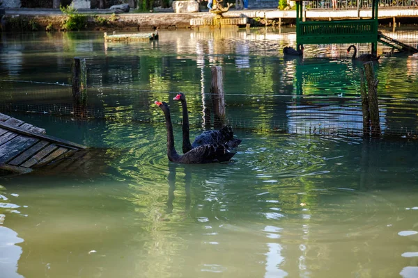 Černá Labuť Jezero Krásná Příroda Vzácné Druhy Ptáků — Stock fotografie