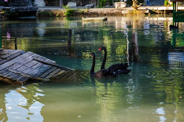 Lebădă Neagră Lacul Frumoasă Natură Specii Rare Păsări — Fotografie de stoc gratuită