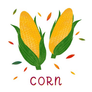 Beyaz arka planda yaprakları olan mısır koçanları. Mevsimlik tarım ürünleri. Sağlıklı beslenme. Tarım fuarı..