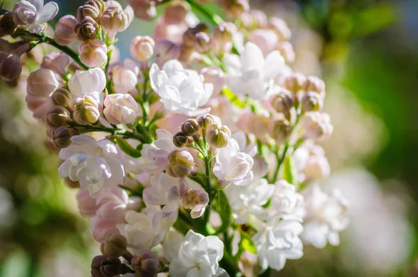 Hermosa jeringa blanca flores vulgaris en luz suave — Foto de Stock