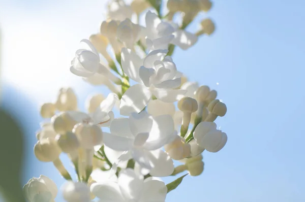 Hermosa jeringa blanca flores vulgaris en la luz del sol — Foto de Stock