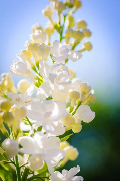 Hermosa jeringa blanca vulgaris flores a la luz del sol. Foto vertical — Foto de Stock