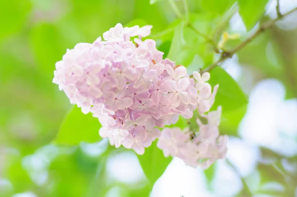 Hermosas flores de jeringa vulgaris blancas y rosadas tiernas en luz suave — Foto de Stock