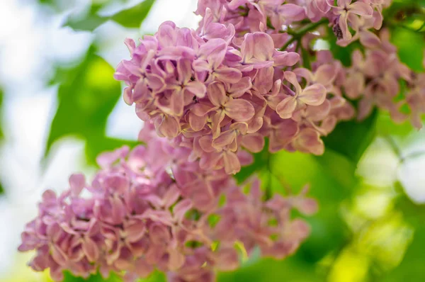 Hermosas flores de jeringa rosa en sombra — Foto de Stock