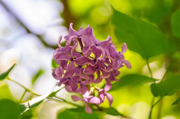 Hermosas flores de jeringa vulgaris lila en luz de sombra — Foto de Stock