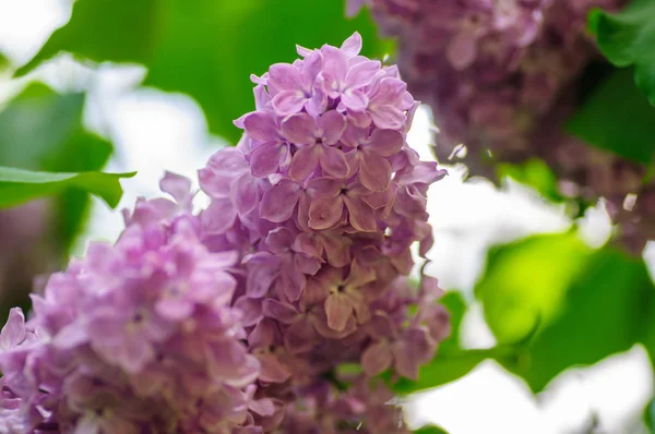 Hermosas flores de jeringa vulgaris lila en luz de sombra — Foto de Stock