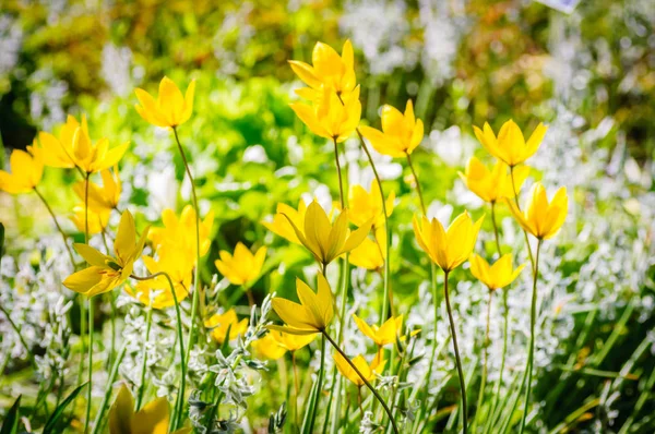 아름다운 노란색 튤립으로 물든 봄 배경 — 스톡 사진