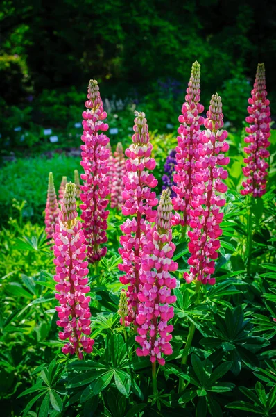 Altramuz con flores rosa púrpura. Ramo de altramuces fondo de flores de verano. Lupinus . — Foto de Stock