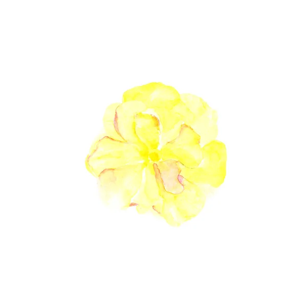 Illustrazione acquerello botanico schizzo di rosa gialla su sfondo bianco — Foto Stock