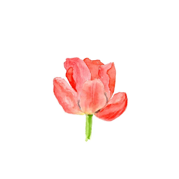 Botanical watercolor illustration sketch of red tulip flower on white background — Stock Photo, Image