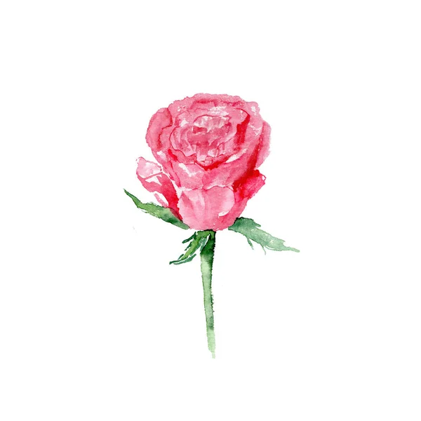 Szkic botanicznych ilustracji akwarela z czerwoną różą na białym tle — Zdjęcie stockowe