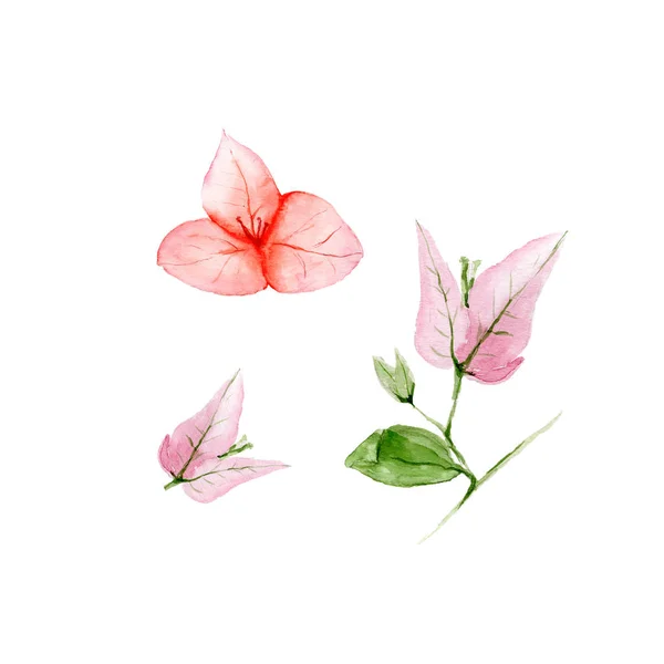 Botanische aquarel illustratie van Bougainvillea bloemen op witte achtergrond — Stockfoto